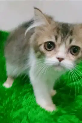 Persia Jantan Kitten flatnose