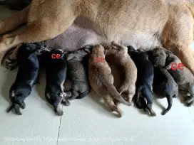 Anak anjing mix doberman