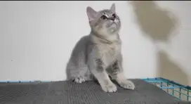 Kitten BSH / British Shorthair / Munchkin NS