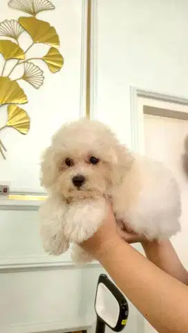 Pochon (poodle x bichon)