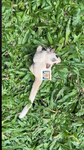 Sugar Glider Mozaik Mozaic Jantan Juvenile