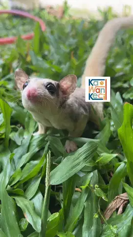 Sugar Glider Mozaik Mozaic Jantan Juvenile