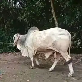 Hewan Qurban sapi dan kambing