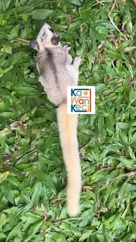 Sugar Glider SG Mozaik Mozaic Jantan Juvenile