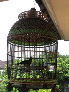 Perkutut bangkok sehat rajin