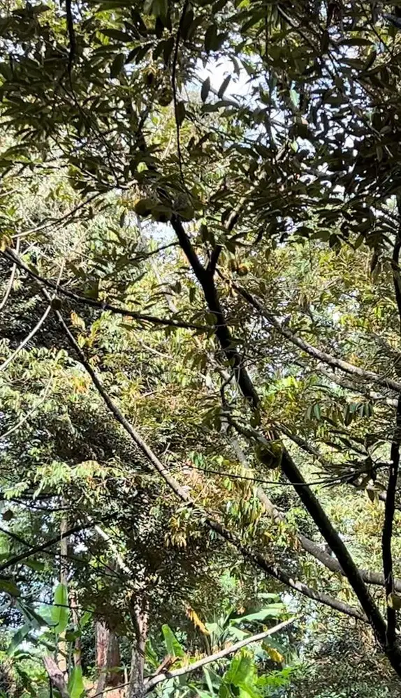 Di Jual Kebun Duren 1 hektar lebih isi 110 pohon duren