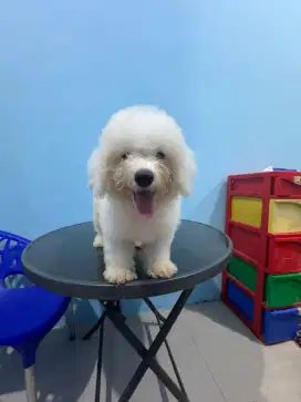 anak anjing bichon freez jantan