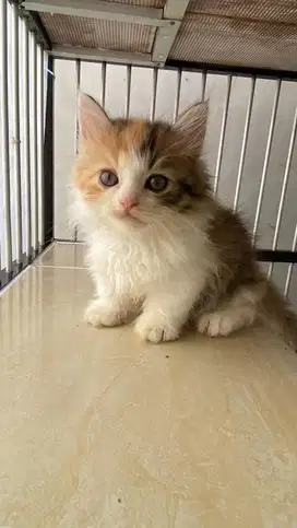 Munchkin Betina Cantik usia 3 Bulan