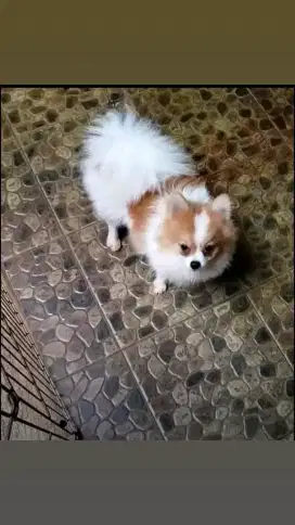 Mini pom raja kawin