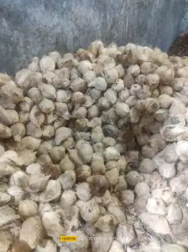 Mencari Tukang Kupas Kelapa Batok