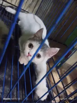 Kucing Peaknose Betina / Munchkin NS