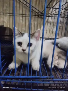 Kitten Munchkin Gaelic Jantan