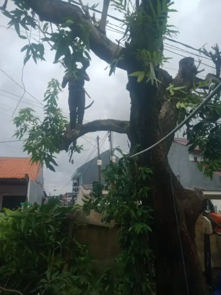 Jasa nebang pohon