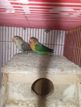LOVEBIRD PAUD SIAPAN 3BULAN - JOSAN X PB MOUVE