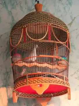 Jual burung perkutut putih lurik gacor murah meriah