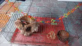 Jual kadang plus sugar glider