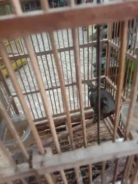 Jual burung air mancur sdh bunyi
