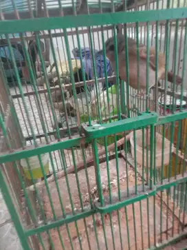 Jual burung planduk semak purtotal, bunyi