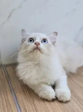 Kucing Ragdoll betina