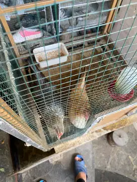 Ayam Ketawa Betina