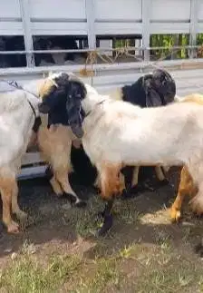10 ekor kambing bandot jantan TB 90cmUP siap kurban 2025 jamin manteb