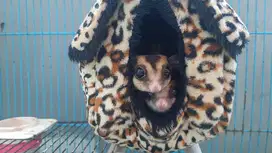 Sugar Glider Classic Grey