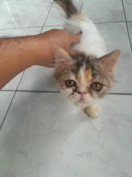 Kucing persia peaknose