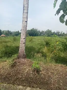 lokasi luas datar di ngemplak