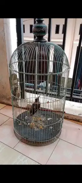 Burung dara bt sm murai air