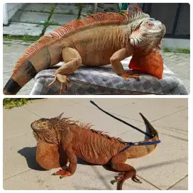 Iguana Red jumbo