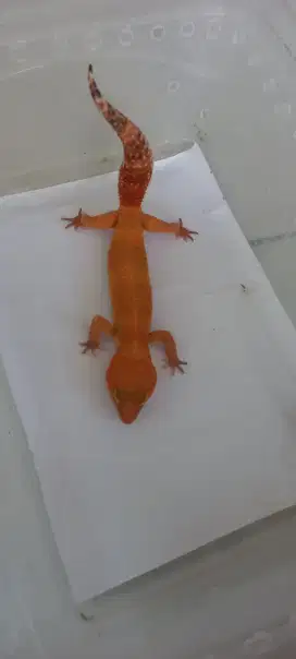 Gecko 3 ekor Sehat