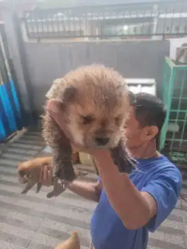 Jual anjing poudle harga ambyar