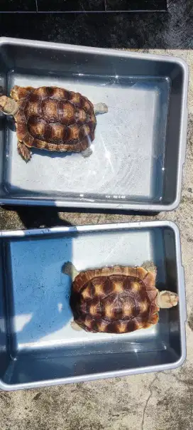Sulcata kura kura darat