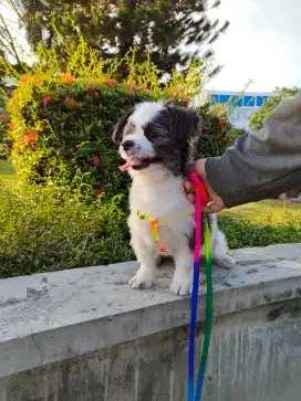 Dijual anjing betina cewek shitzupoodle