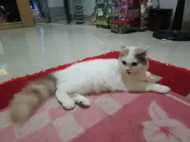 Kucing Persia 650.000