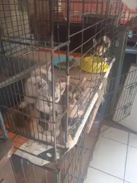 Kitten 3 bulan dan 5 bulan