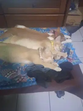 Kitten  5 bulan