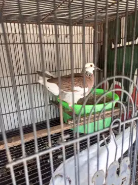 Tekukur produk putih bacspot x blorok alam