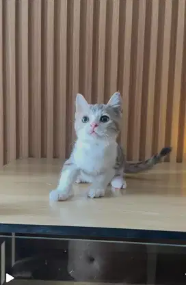 Scotish straight kucing scotish fold