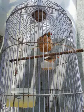 Dijual Zebra Finch