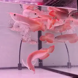 AROWANA FISH / ARWANA SERTIFIKAT + BONUS