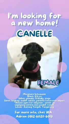 Open Adopt Miniature Schnauzer Black Female