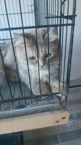 Kucing persia himalaya