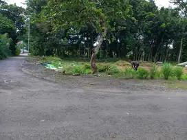 YOGYAKARTA: Posisi Hook, View Sawah