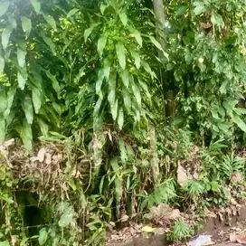 Dijual Tanah View Jungle & Sungai di Tengkulak Mas Ubud - Gianyar Bali
