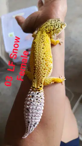 Gecko Lemon Frost Jumbo