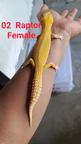 Gecko Female proven