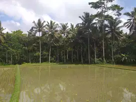 Tanah super murah di ubud pejeng dkt central full view sawah