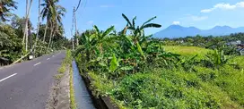 jual tanah kerambitan 12 are harga 160 jt/ are