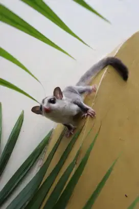 Sugar glider wf
